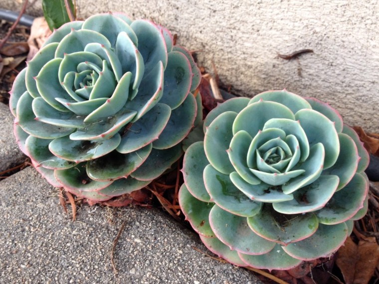 succulents.jpg